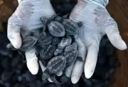 Chennai Releases 46 Olive Ridley Hatchlings, Conservation Efforts Show Promising Results