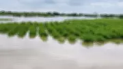 Climate Shocks Devastate Karnataka Farms, Insurance Claims Skyrocket
