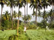 Coconut Crisis in Karnataka: Old Palms, High Costs Threaten Rising Demand