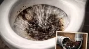 Coffee Grounds Toilet Hack Goes Viral in Europe, But Plumbers Warn of Hidden Risks
