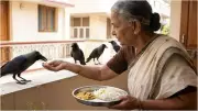 Daily Crow Feeding in India: Spiritual Meaning and Astrological Benefits