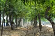 Delhi Forest Dept Approves 32 Tree Transplant for IGI Airport Expansion