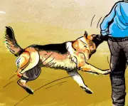 Dharwad ZP CEO Urges Action on Stray Dogs After 13,433 Bites in 2025