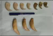 DRI Hyderabad Seizes Tiger Nails and Teeth in Railway Station Wildlife Bust