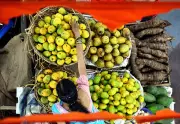 Early Mango Arrival in Goa Markets Brings Cheer, Premium Varieties Command High Prices