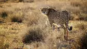 Eight African Cheetahs to Arrive at Kuno National Park in Madhya Pradesh