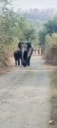 Elephant Herd Triggers Campus Lockdown at NIT Rourkela, Forest Teams Intervene