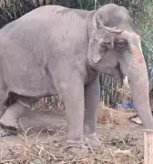 Elephant Suman Dies Amid Legal Battle Over Illegal Transfer from Bengal to Bihar