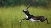 Endangered Blackbuck Killed in Road Accident in Ganjam District