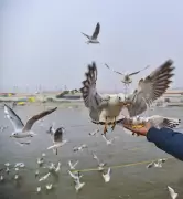 Falcated Duck Spotted for First Time at Telaiya Dam in Koderma Bird Census