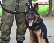 From Playful Pup to Valiant Warrior: The Journey of an ITBP Canine Hero