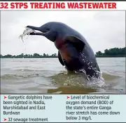 Gangetic Dolphin Sightings Signal Improved Ganga Water Quality in West Bengal