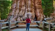 General Sherman: The World's Largest Tree by Volume in California