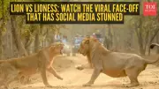Gir National Park Video: Lioness's Roar Silences King of Jungle