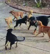 Goa Dog Breed Ban Proposal Sparks Debate: Owners Defend Rottweilers, Pitbulls