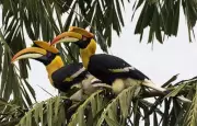 Great Hornbill Declared Flagship Species for Ratnagiri at Maharashtra Bird Conference