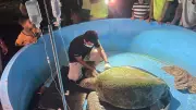 Green Sea Turtle Rescued in Karnataka Undergoes Treatment in Karwar