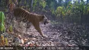 Gujarat Celebrates Tiger's One-Year Return After 33-Year Absence