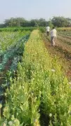 Gujarat Police Bust Massive Rs 11 Crore Cannabis Cultivation in Bhavnagar