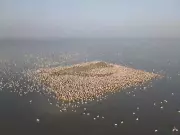 Gujarat's Waterbird Census Reveals Flamingo Migration Shift to Kutch