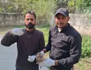 Haryana Wildlife Team Rescues Owl Trapped in Chinese String in Ambala City