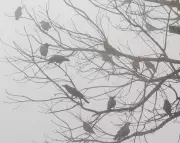 How Small Birds Survive Freezing Winter Nights Through Remarkable Adaptations