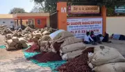 Hubballi's APMC Sees Record Chilli Prices Amidst Sharp Drop in Arrivals