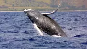 Humpback Whales: Giants of the Ocean, Symbols of Resilience and Survival