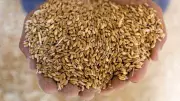 India Faces Unusually Hot March, Threatening Wheat and Rapeseed Harvests