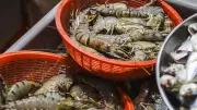 India-US Trade Deal: Andhra Shrimp Sector Eyes Revival with Tariff Reduction