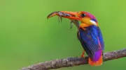 India's 7 Most Colorful Forest Birds: A Visual Guide to Nature's Palette