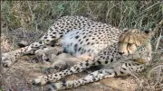India's Cheetah Reintroduction Hits Milestone with Three New Cubs Born at Kuno