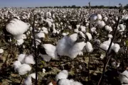 India's Cotton Imports Triple to Record High in 2024-25, US Leads Supply