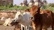 India's First Cow Culture Museum to Open in Mathura, Uttar Pradesh