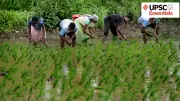 India's Rice Production Boom: Balancing Food Security with Sustainability Challenges