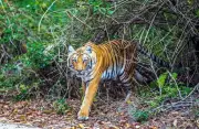 India's Tiger Attack Deaths Double to 418 in 2020-2025, RTI Data Reveals