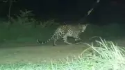 IT Professional Attacked by Leopard While Saving Pet Dog in Nilgiris