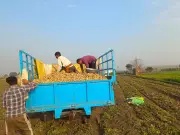 Jalandhar Potato Farmers Seek Urgent Aid Amidst Severe Crop Losses