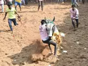 Jallikattu Tragedy: Bull Tamer Killed, Nine Injured at Dindigul Festival Event