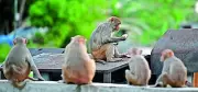 Jammu & Kashmir Govt Rejects Monkey Sterilization Drive Amid Crop Destruction Crisis