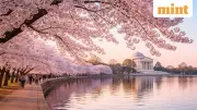 Japan Cancels Iconic Cherry Blossom Festival Over Overtourism Concerns