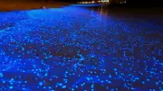 Juhu Beach Waves Glow Electric Blue: The Science of Bioluminescence