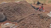 Karnataka Tamarind Prices Double Amid Labor Shortage and Supply Crunch
