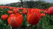 Kashmir's Winter Tulip Breakthrough: Blooming in December for First Time