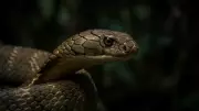 King Cobra Reclassified: Scientists Identify Four Distinct Species Across Asia