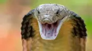 King Cobras Riding Trains: Railways Unintentionally Transporting Snakes in Goa