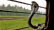 King Cobras Spotted on Indian Trains: Essential Safety Measures for Passengers