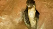 King Cobra's Unique Nest-Building Behavior: A Marvel in South India's Forests