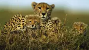 Kuno National Park's Cheetah Comeback: 38 Big Cats Thriving in Madhya Pradesh