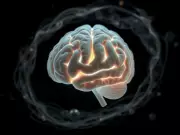 Lab-Grown Mini-Brains Develop Lifelike Blood Vessels in Scientific Breakthrough